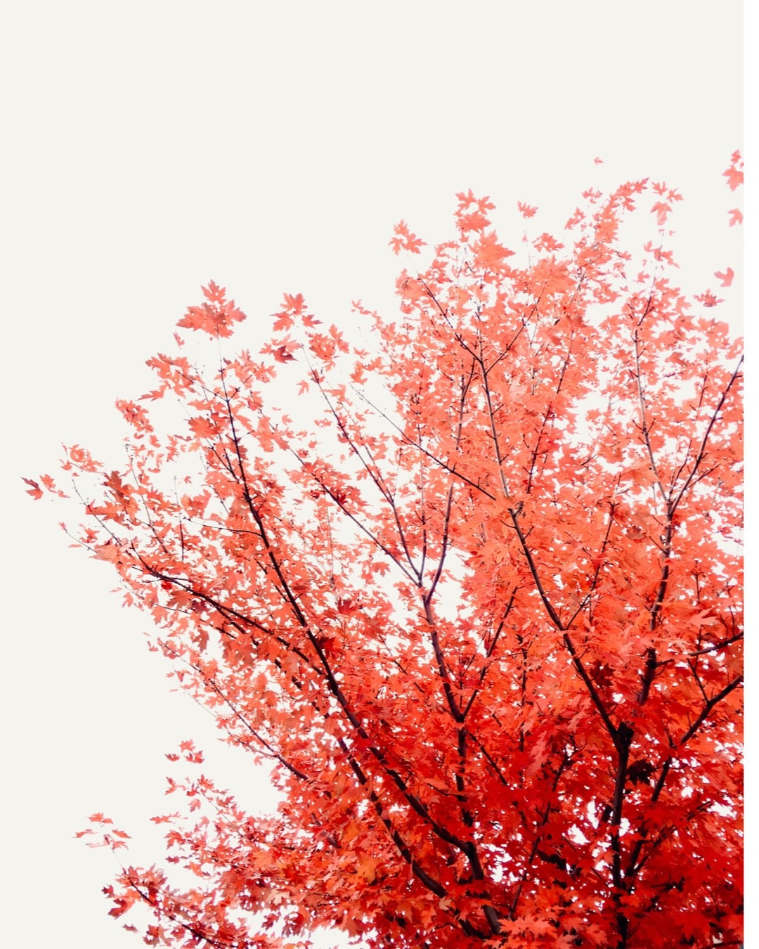 Embracing Seasons of Change...